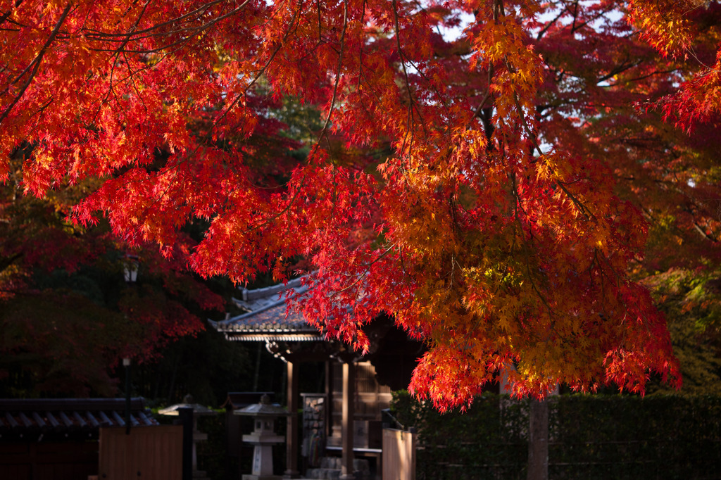 能仁寺の紅葉