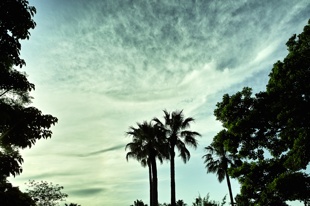 南国ディズニー