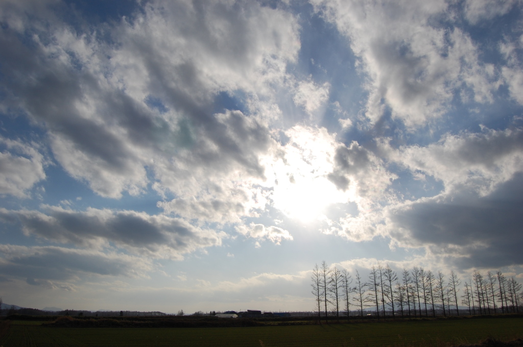 雲と防風林