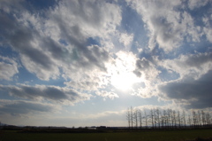 雲と防風林