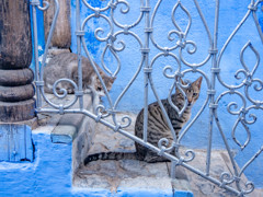 モロッコ　青い街シャウエンの猫