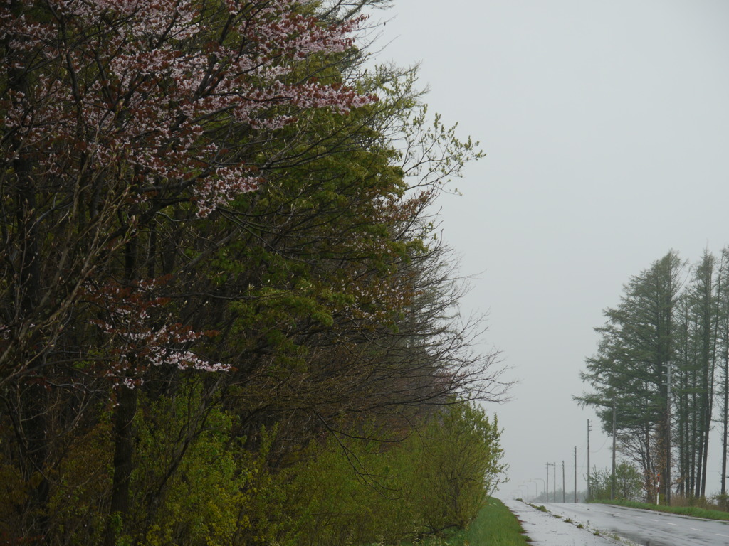 雨の日
