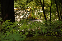 森の向こうに・・・