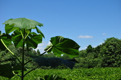 空・森・茶畑