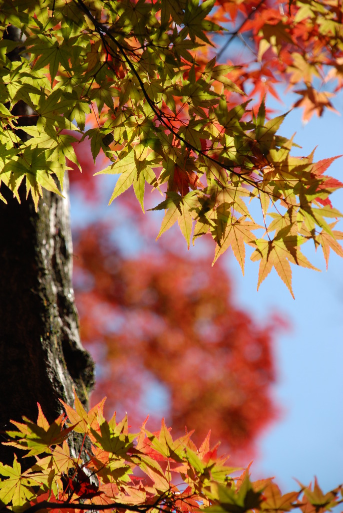 紅葉