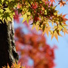 紅葉
