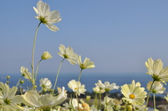 黄色いコスモス