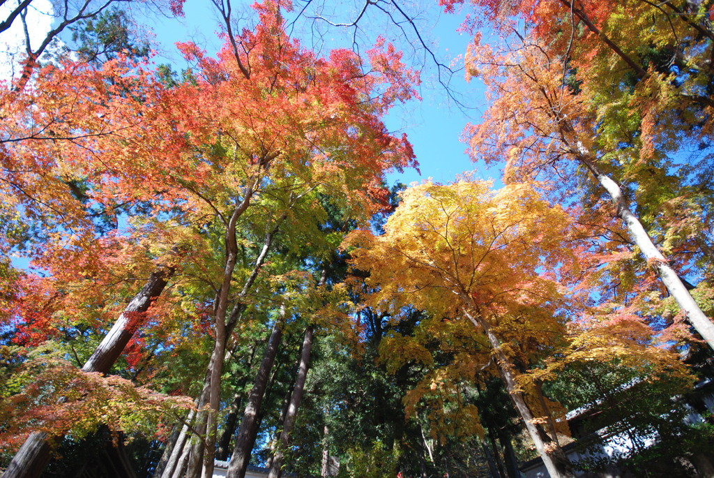 紅葉