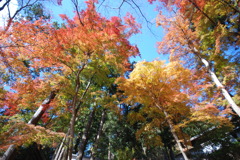 紅葉
