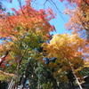 紅葉