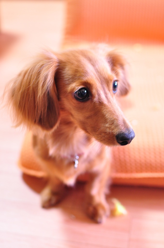 愛犬