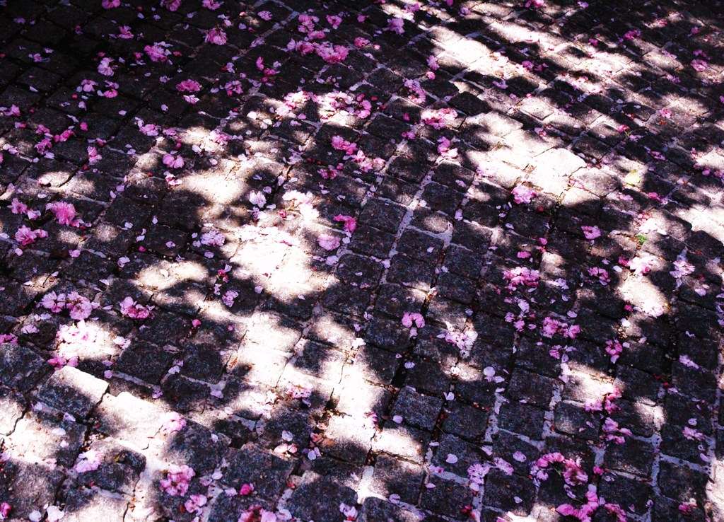 桜畳