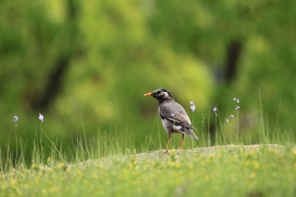 ムクドリと花畑