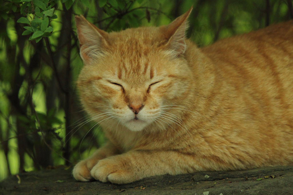 石の上の猫