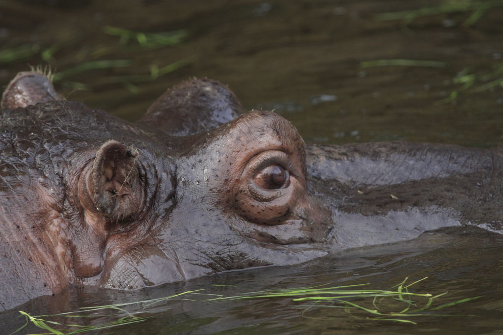 Hippopotamus in Water