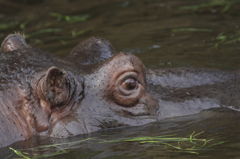Hippopotamus in Water