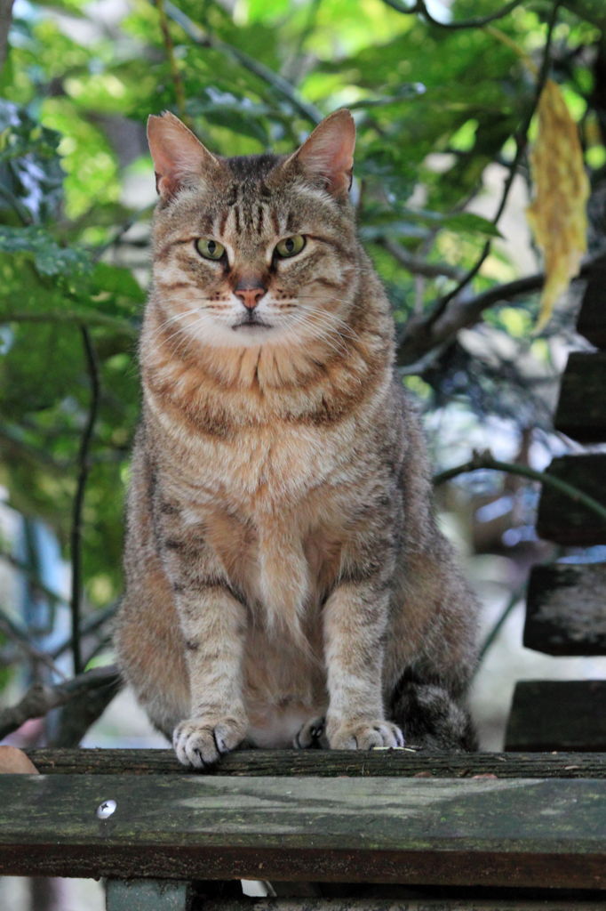 ねこの休憩