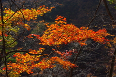 鳴子の紅葉