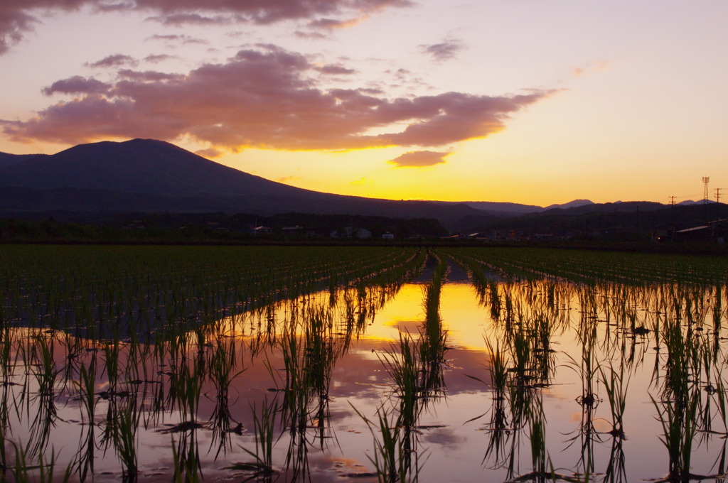 燃える田んぼ