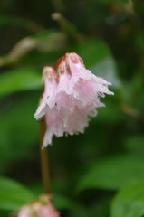 透き通る花弁