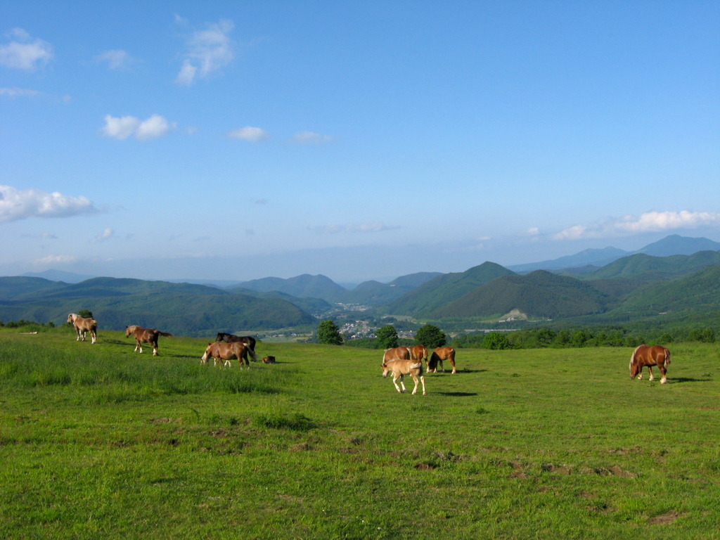 のどかな高原風景