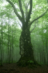靄に佇む巨木
