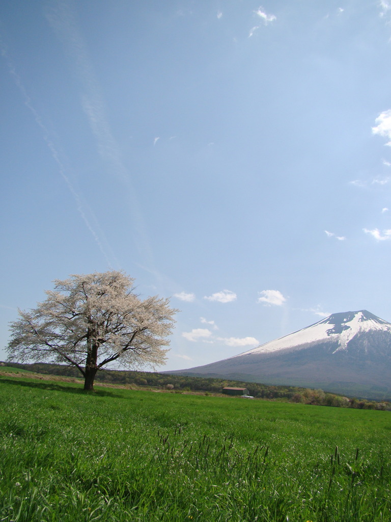 一本桜と岩手山の鷲の尾