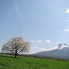 一本桜と岩手山の鷲の尾