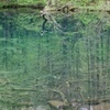 深緑の沼