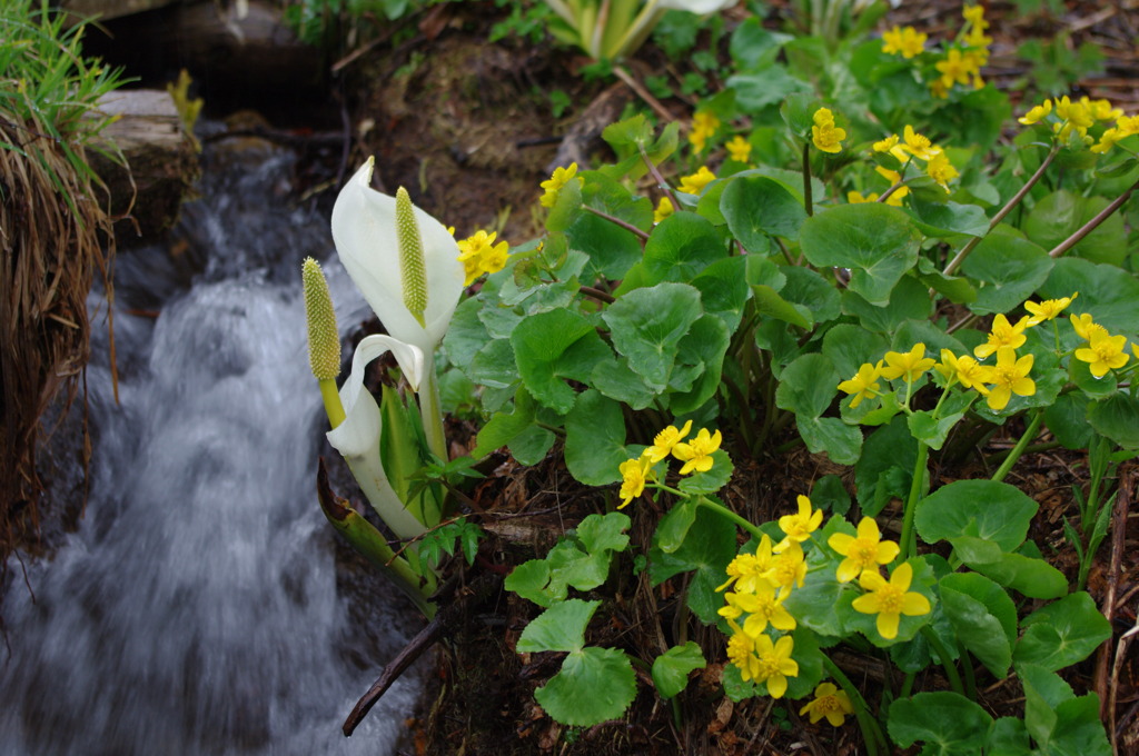 水辺のお花たち