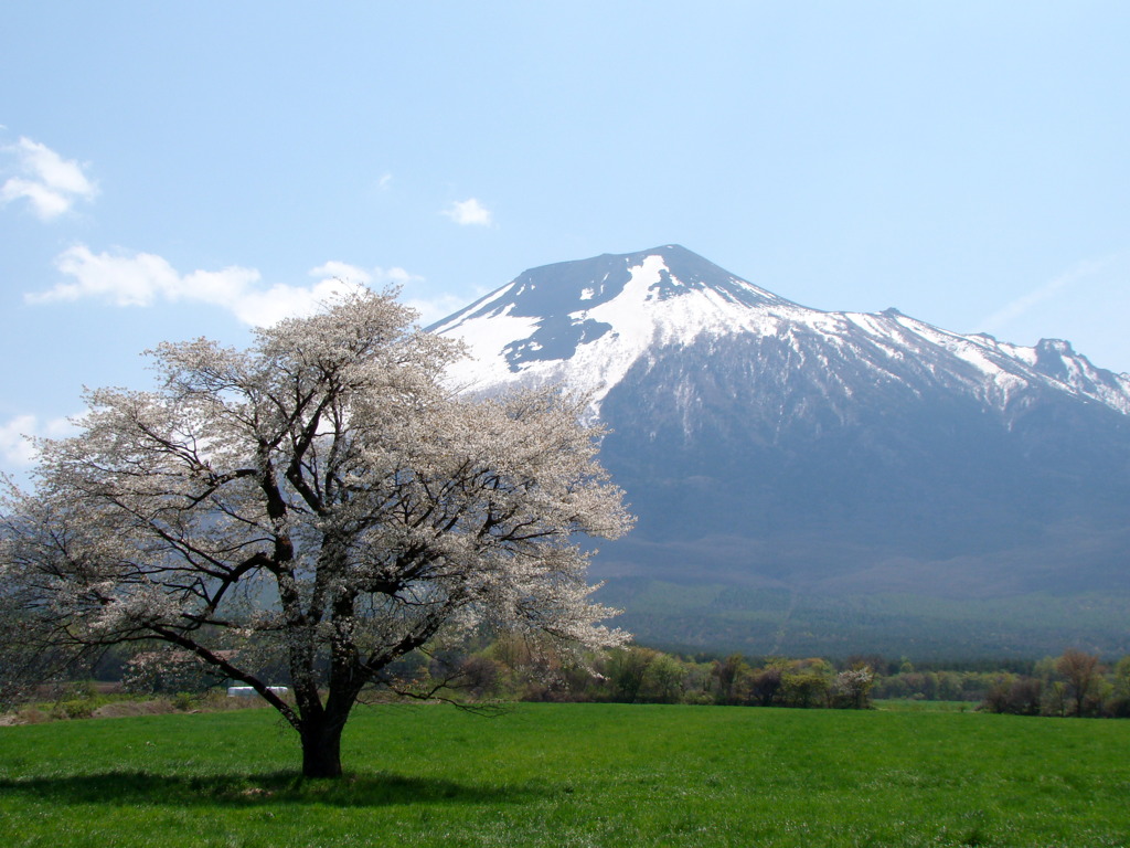 一本桜と岩手山の競演