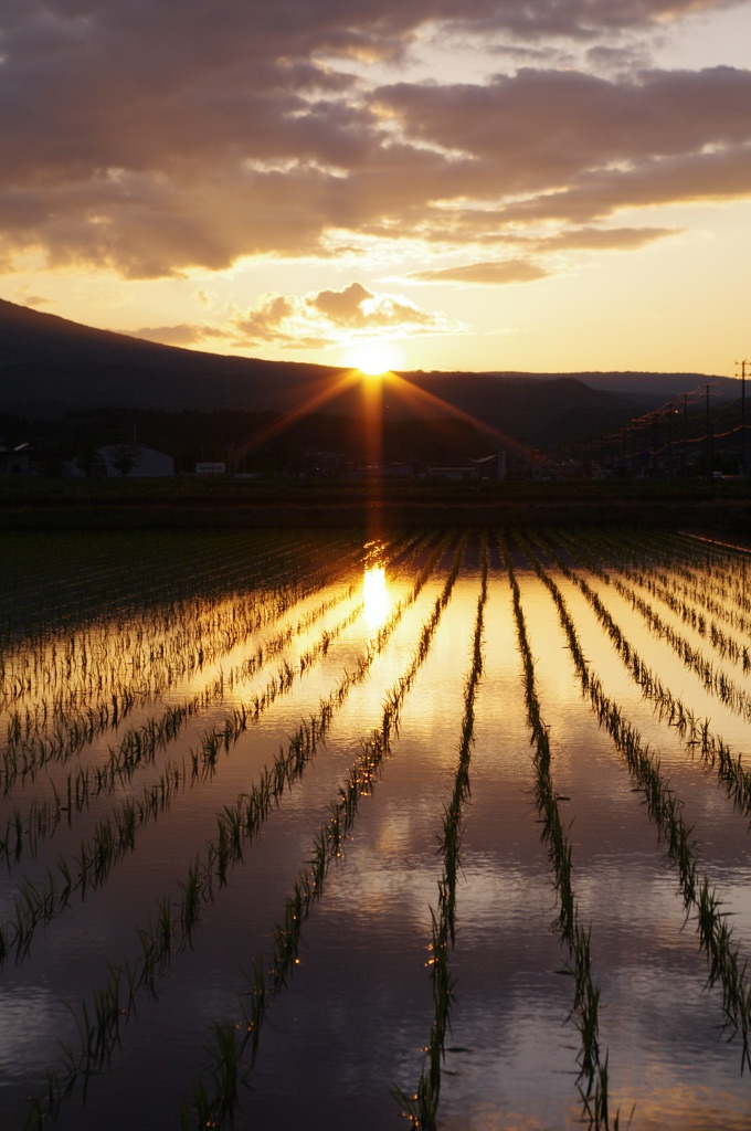 夕日に輝く田んぼ