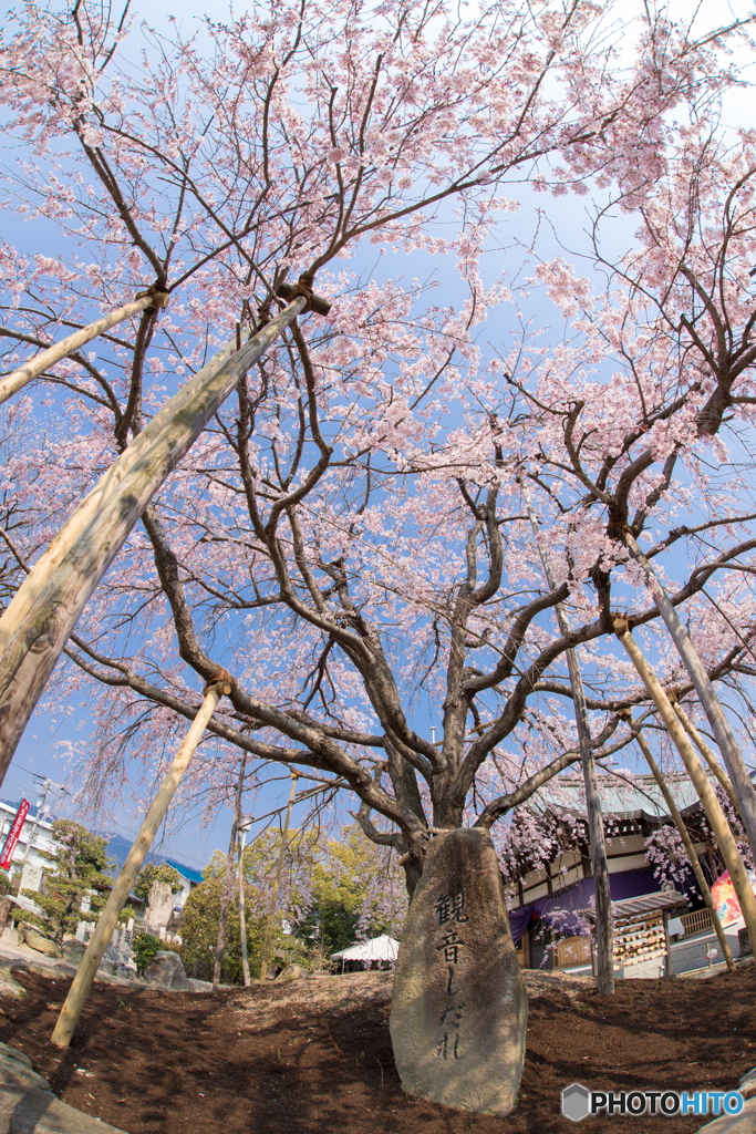 桜シャワー