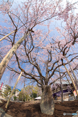 桜シャワー
