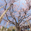 桜シャワー
