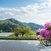 山里に咲く