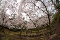 満開の桜