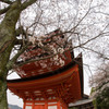 宮島～SAKURA
