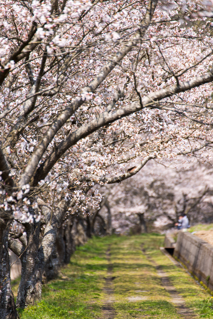 Sakura Road