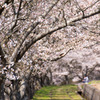 Sakura Road