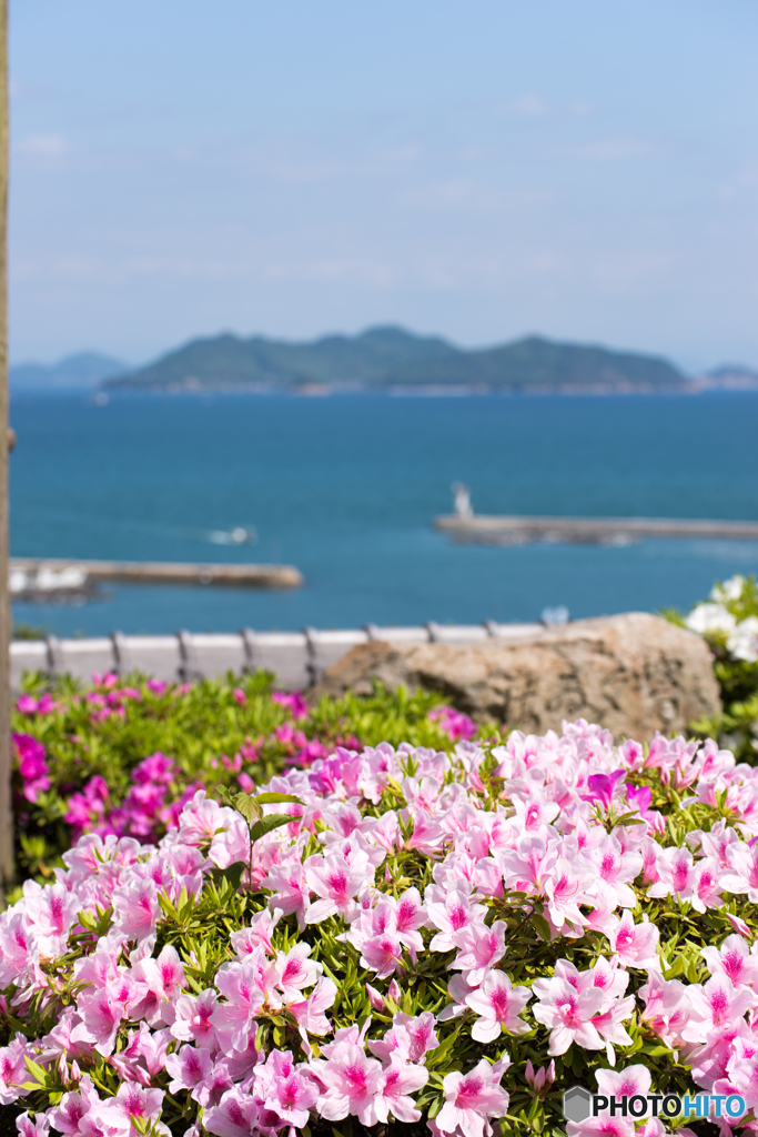 ツツジと海