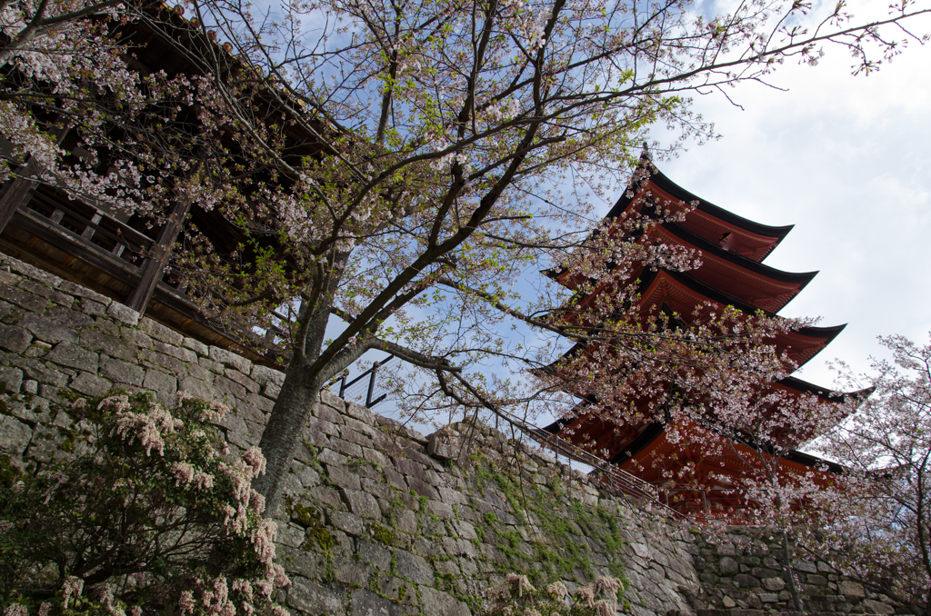 宮島～SAKURA