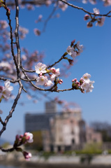 平和に咲く