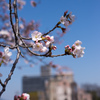 平和に咲く