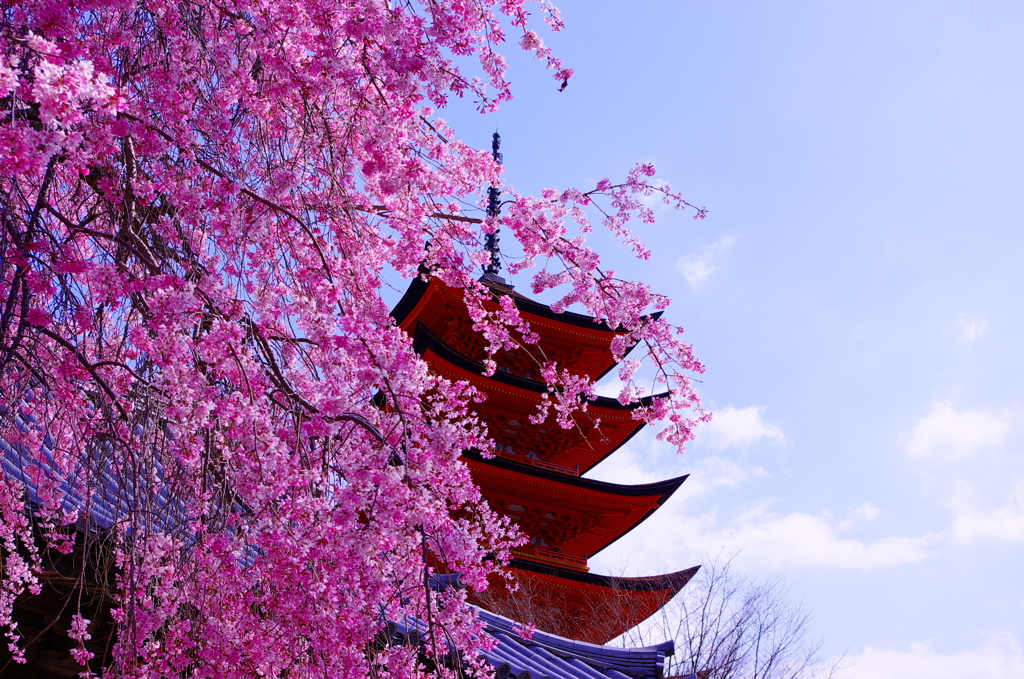 桜/五重塔