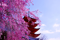 桜/五重塔