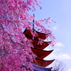 桜/五重塔