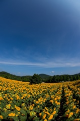 夏にはBlueとyellowが必要です