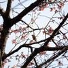 春を待ちわびて