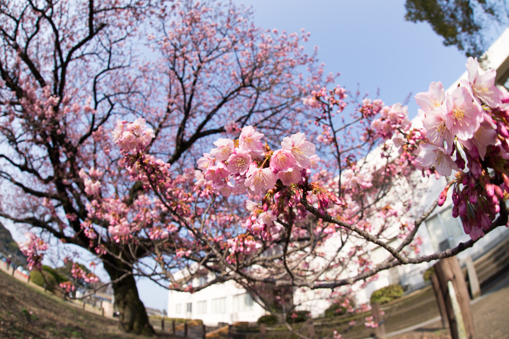 寒桜